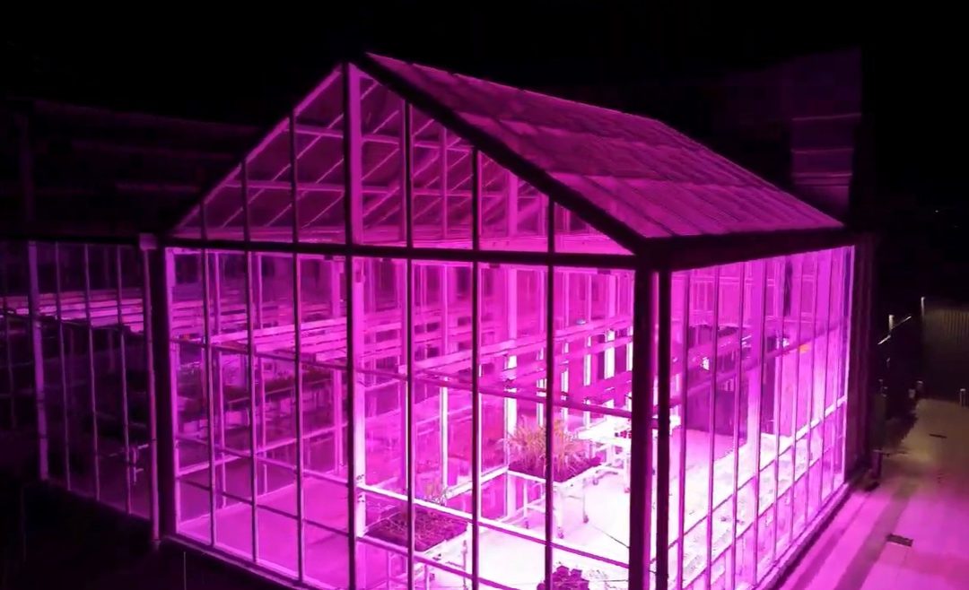 🌿 Horticultural Beauty on the Canterbury Plains!